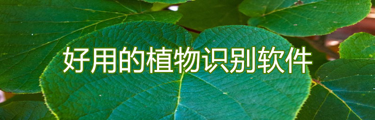 好用的植物识别软件