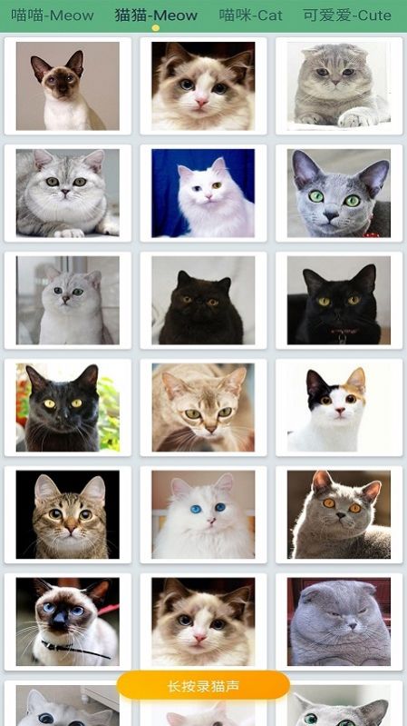 萌猫翻译器 萌猫翻译器