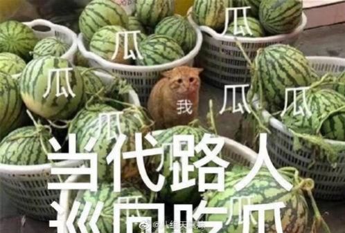 最近的我在瓜田上蹿下跳表情包-插图1