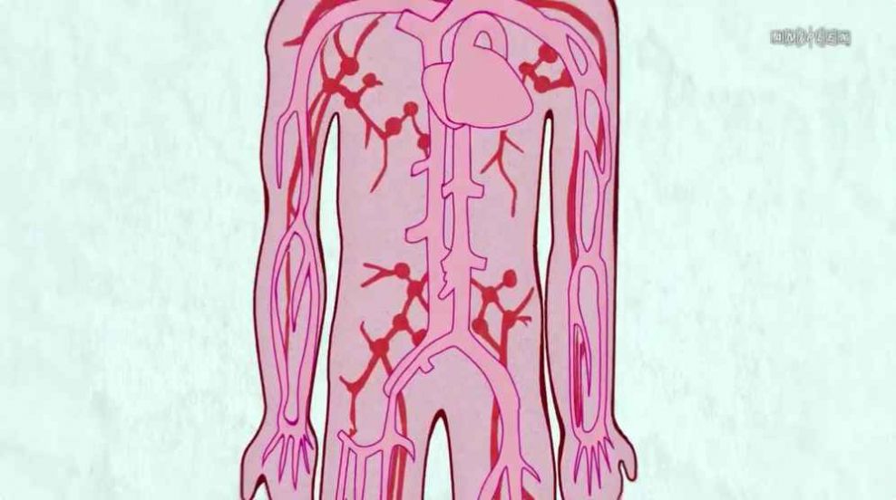 工作细胞第一季樱花版-插图2