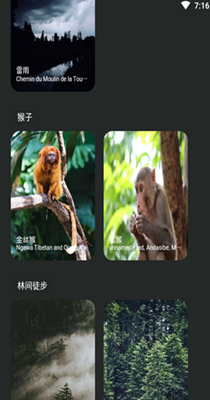 森林白噪音-插图1 森林白噪音-插图1