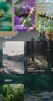 森林白噪音-插图2 森林白噪音-插图2