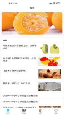养猪富豪-插图2