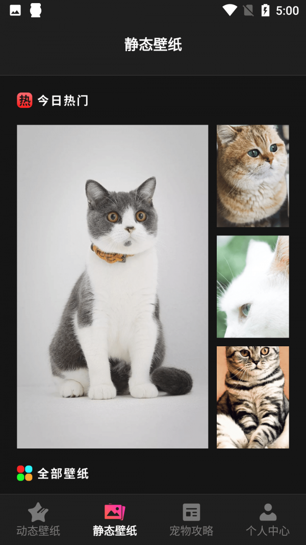 猫咪壁纸-插图2