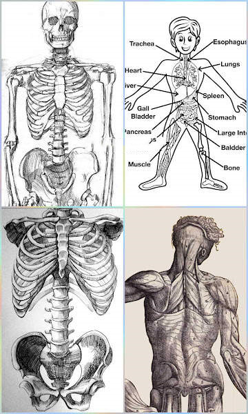 人体绘图-插图2