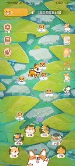 宝贝狗