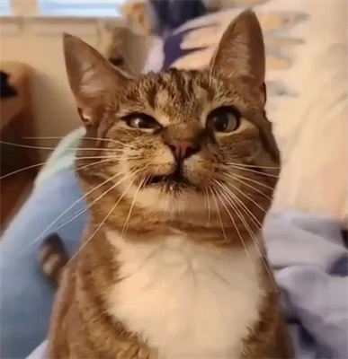 歪嘴小猫表情包图片大全