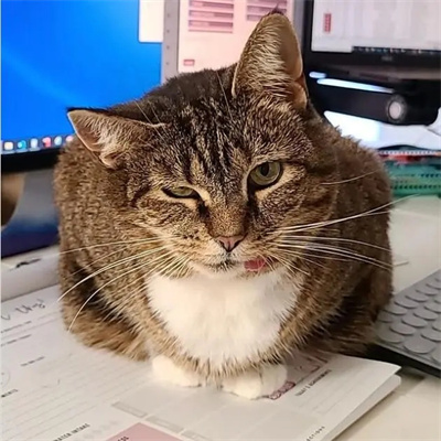 歪嘴小猫表情包图片大全