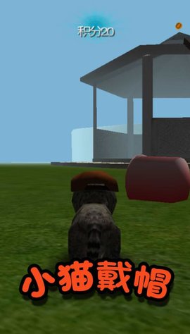 极速流浪猫 极速流浪猫