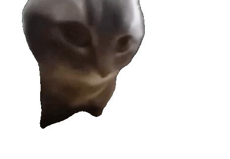 嚼嚼嚼表情包小猫 嚼嚼嚼表情包小猫